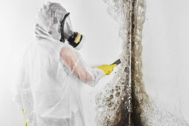 Best Fast Mold Removal  in Vernon Center, NJ