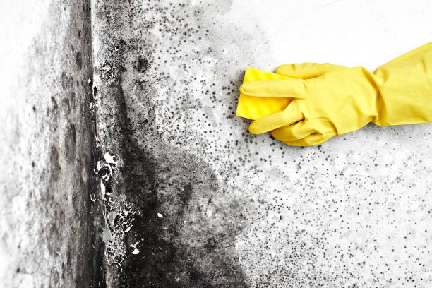 Best Professional Mold Removal  in Vernon Center, NJ