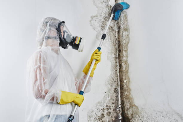 Best Mold Removal Near Me  in Vernon Center, NJ