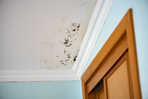 Best Mold Testing  in Vernon Center, NJ