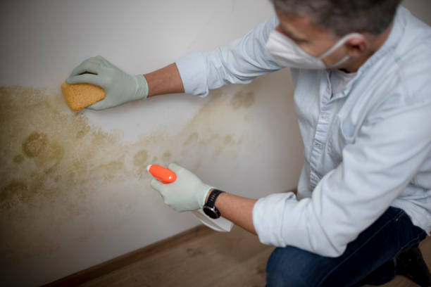 Best Office Mold Removal Services  in Vernon Center, NJ