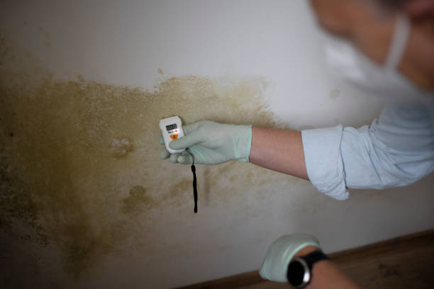 Best Mold Remediation Services  in Vernon Center, NJ