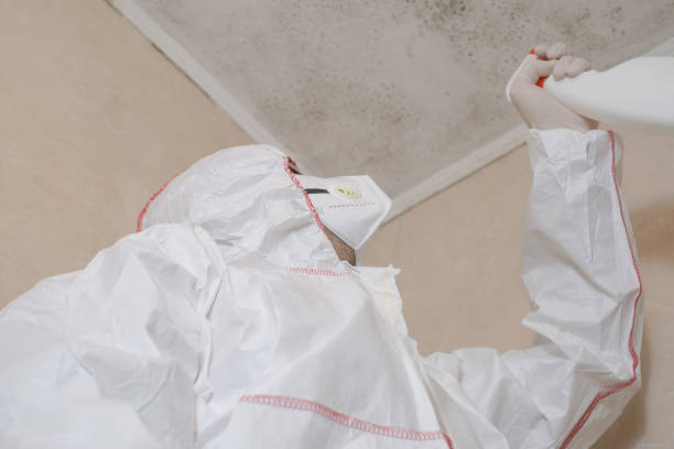 Best Toxic Mold Removal  in Vernon Center, NJ