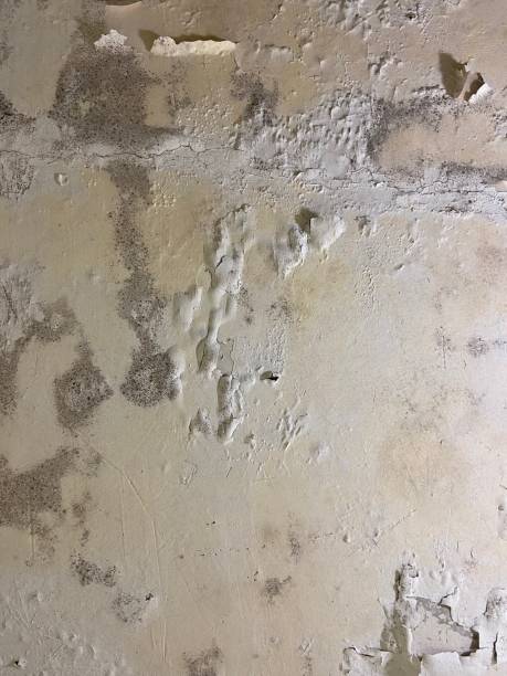 Best Fast Mold Removal  in Vernon Center, NJ