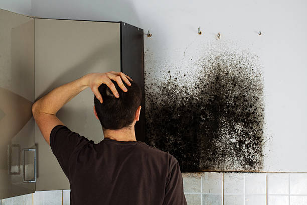 Best Professional Mold Removal  in Vernon Center, NJ