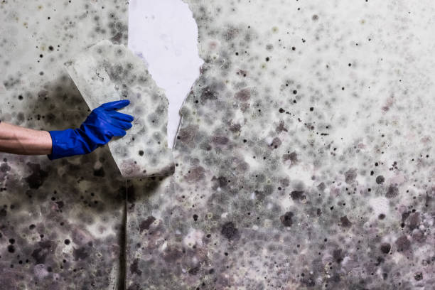 Best Best Mold Removal Companies  in Vernon Center, NJ