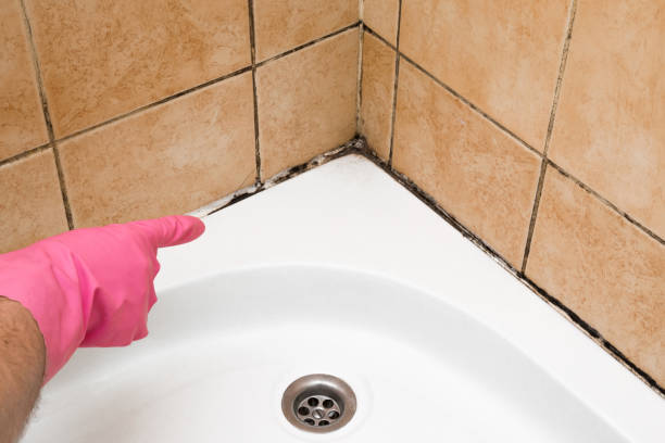 Best Home Mold Removal  in Vernon Center, NJ